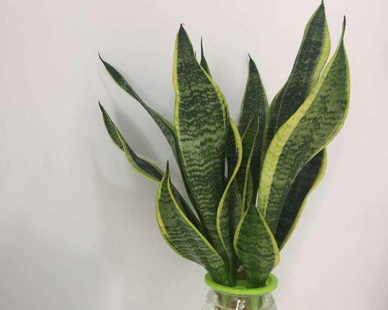 虎皮兰换盆后需要立即浇水吗？换盆后浇水的正确时机是什么？