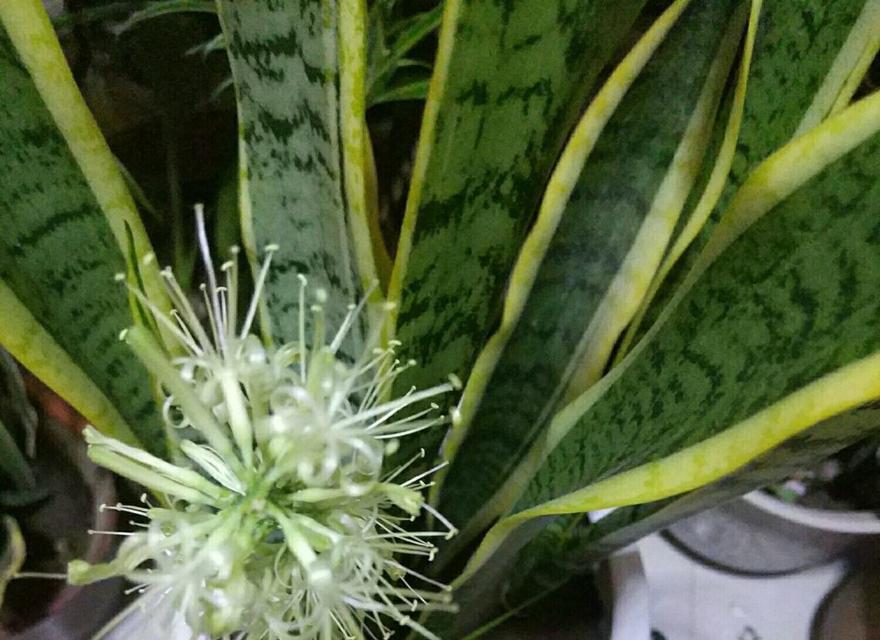虎皮兰会开花吗？开花颜色和样子是什么？