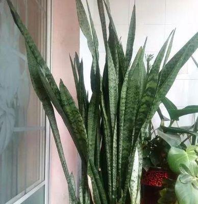 虎皮兰浇水频率如何根据季节调整？
