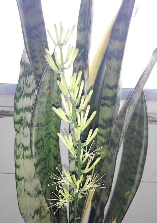 虎皮兰开花持续多久？花期长度如何确定？