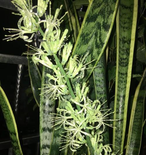 虎皮兰开花持续多久？花期长度如何确定？