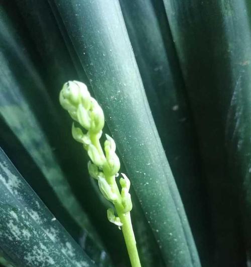 虎皮兰开花后怎么处理？如何维护和促进其再次开花？