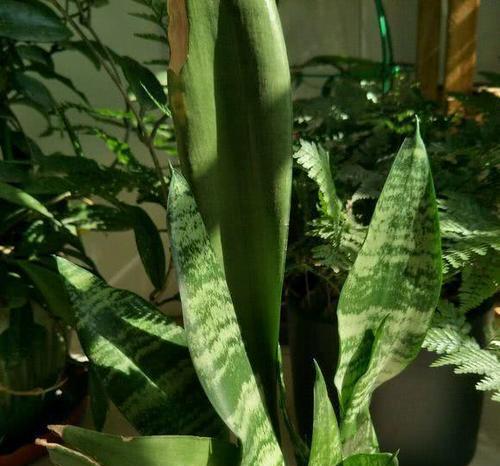 虎皮兰开花后怎么处理？如何维护和促进其再次开花？