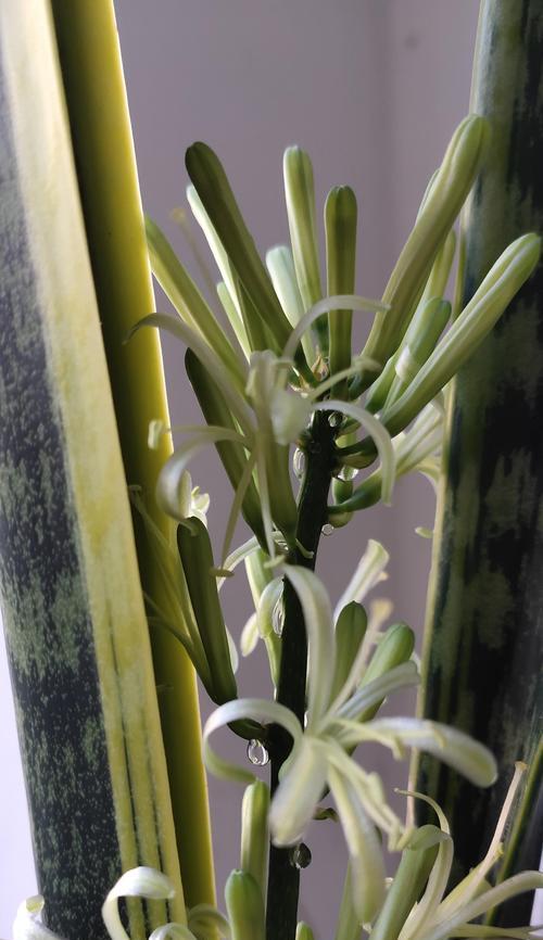 虎皮兰会开花吗？开花时是什么样子的？