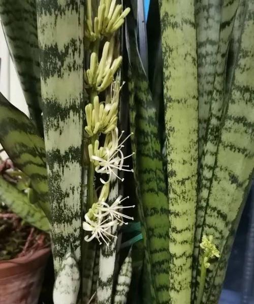 虎皮兰会开花吗？开花时是什么样子的？