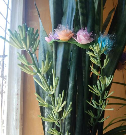 虎皮兰开花是什么样子的？开花真的是好兆头吗？