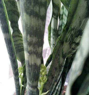 虎皮兰开花是什么样子的？开花真的是好兆头吗？