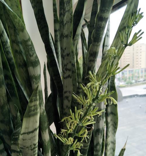 虎皮兰开花寓意是什么？象征意义有哪些？