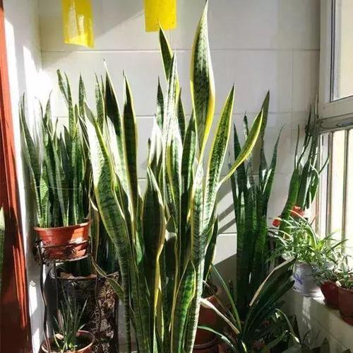 虎皮兰可以地栽吗？地栽虎皮兰的注意事项有哪些？