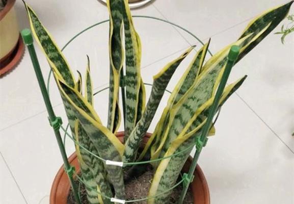 虎皮兰浇淘米水有什么影响？正确浇水方法是什么？