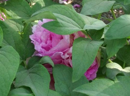 牡丹花是单性花还是双性花？如何辨别牡丹花的性别特征？