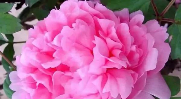 牡丹花是单性花还是双性花？如何辨别牡丹花的性别特征？
