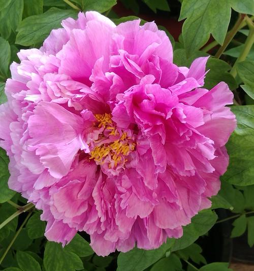 牡丹花是单性花还是双性花？如何辨别牡丹花的性别特征？