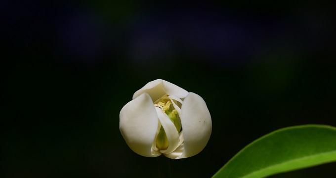 牡丹花是单性花吗？如何区分牡丹的性别特征？