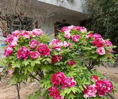牡丹花是多年生还是年生植物？如何区分牡丹的生命周期？