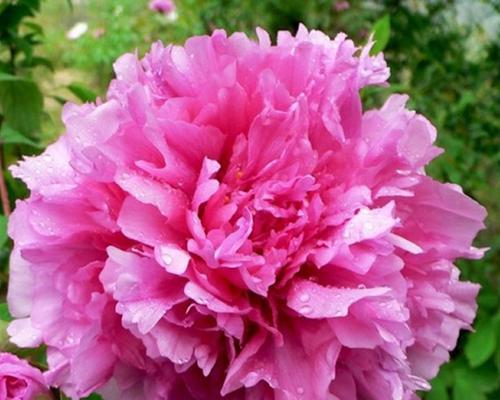 牡丹花是什么颜色的？常见颜色有哪些？