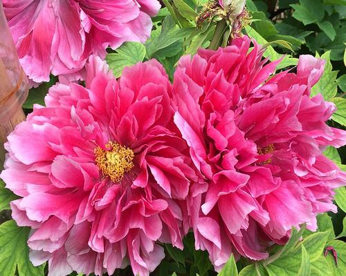 牡丹花四季都开花吗？揭秘牡丹花的开花周期和养护技巧？