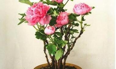 牡丹花土配制方法是什么？如何正确配制牡丹花土？