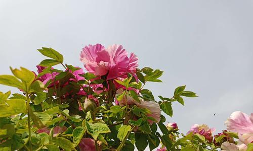 牡丹花喜不喜欢阳光？如何正确养护牡丹花？