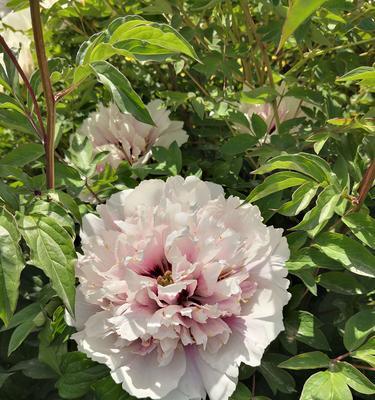 牡丹花喜不喜欢阳光？如何正确养护牡丹花？