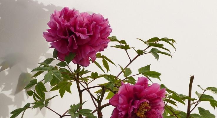 牡丹花喜欢阳光吗？如何正确为牡丹提供光照？