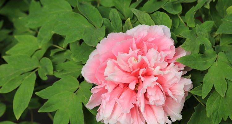 牡丹花喜阴还是喜阳？如何正确养护牡丹花？