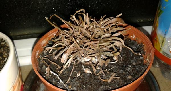 牡丹花谢了怎么办？如何正确处理枯萎的牡丹花？