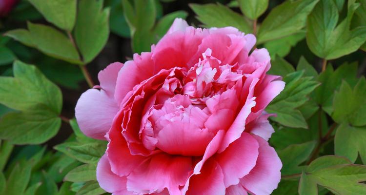 牡丹花一年开几次花？如何正确养护以促进开花？