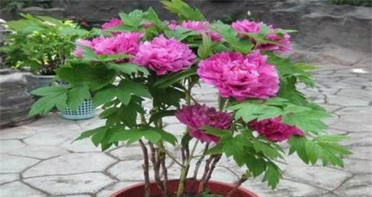 牡丹花用多大的盆种合适？种植牡丹花的盆栽选择指南？