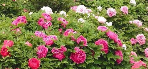 牡丹花通常几点开花？最佳观赏时间是什么时候？