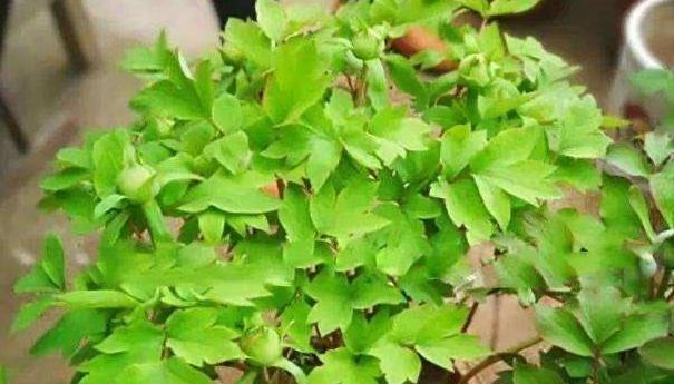 牡丹花修剪技巧？如何剪枝促进多开花？