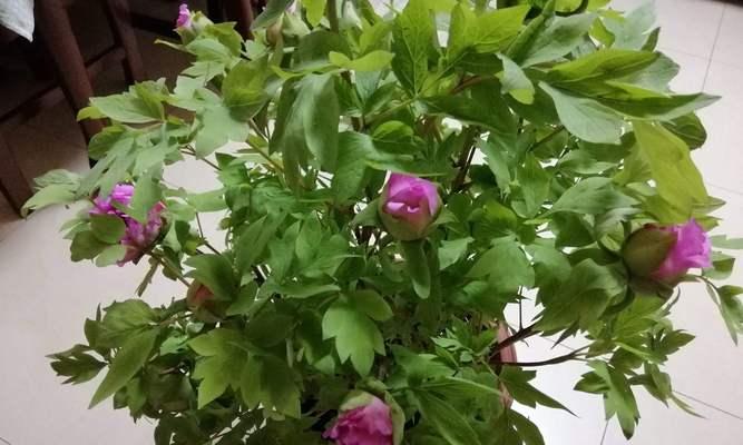 牡丹花怎么浇水方法？正确的浇水技巧是什么？