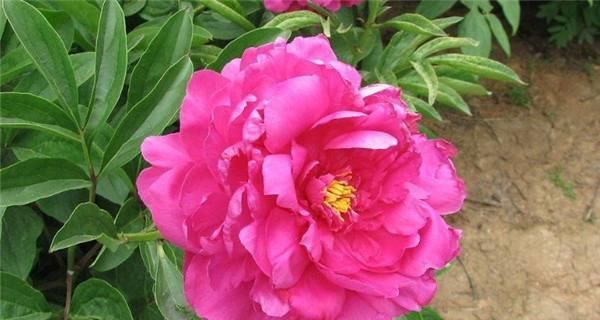 牡丹花修剪方法有哪些？如何正确修剪牡丹花？