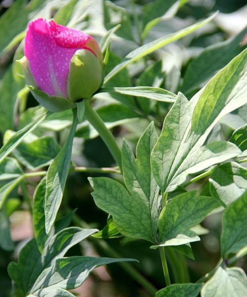 牡丹花修剪方法有哪些？如何正确修剪牡丹花？