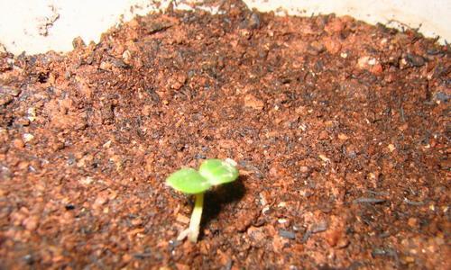 牡丹花种子发芽需要多长时间？常见问题解答
