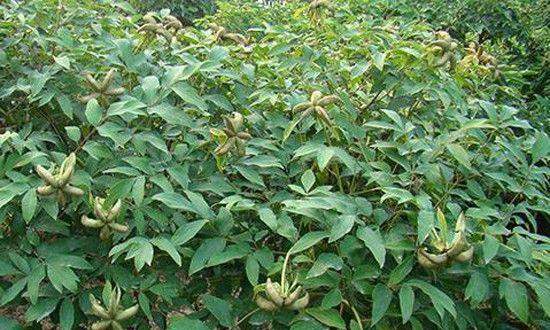 牡丹花种子播种的最佳时间是什么时候？播种后如何管理？