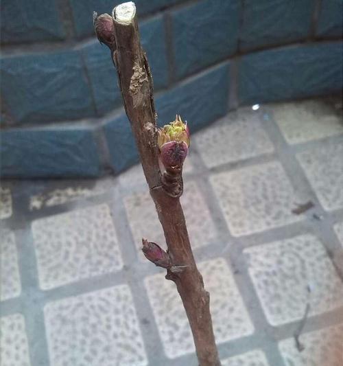 牡丹花种子催芽方法是什么？需要多长时间才能发芽？