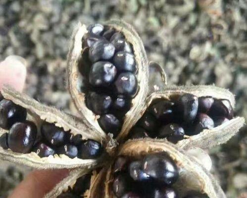 牡丹花种子怎么种植？种植过程中需要注意哪些问题？