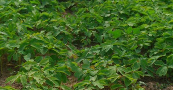 牡丹花籽最佳种植时间是什么时候？种植后需要注意哪些问题？