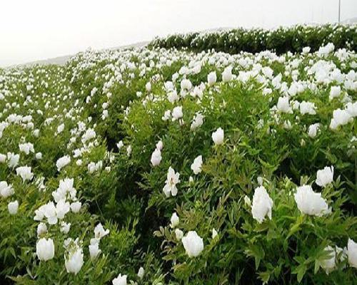 牡丹花籽最佳种植时间是什么时候？种植后需要注意哪些问题？
