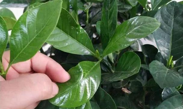 牡丹浇水时能否使用硫酸亚铁？使用硫酸亚铁的正确方法是什么？