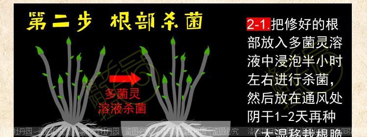 如何快速让牡丹扦插生根？掌握这些技巧了吗？