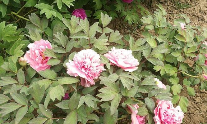 牡丹芍药几月份种植最合适？春季还是秋季？