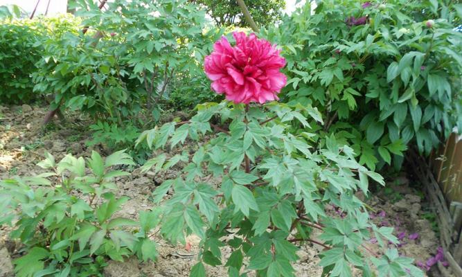 牡丹芍药几月份种植最合适？春季还是秋季？