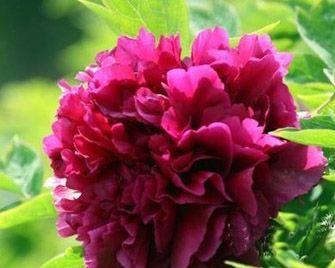 牡丹属于被子植物吗？它的分类和特点是什么？