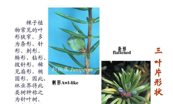 牡丹属于裸子植物吗？常见误解有哪些？