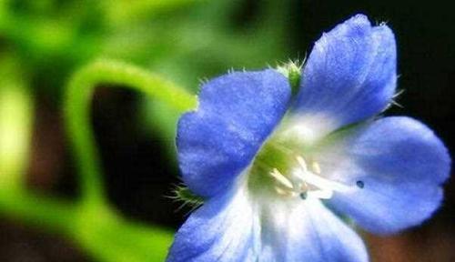 粉蝶花的文化背景有哪些特点？