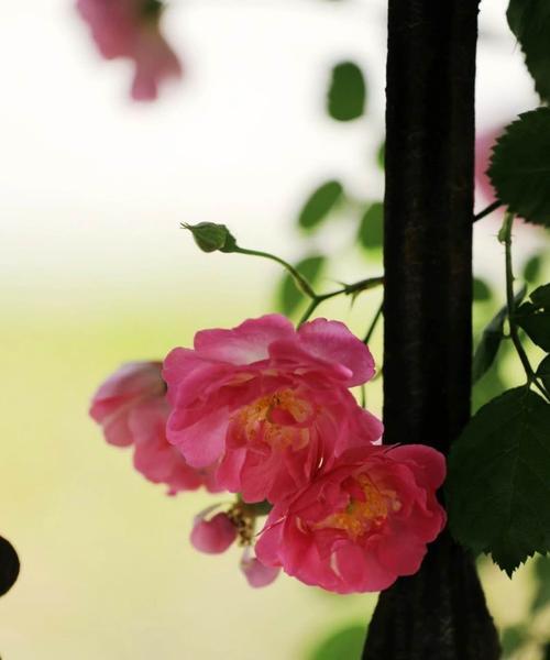粉红蔷薇花花语是什么？黄色蔷薇花花语又代表什么？