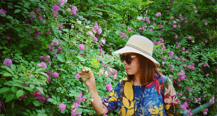 粉红蔷薇花花语是什么？黄色蔷薇花花语又代表什么？
