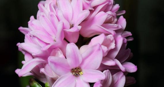 粉红色风信子的花语是什么？粉红色风信子代表什么含义？
